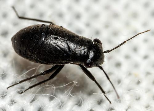 Réf. 298 468 : Pachytomella passerinii